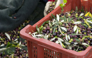 Raccolto Olive in Cassetta