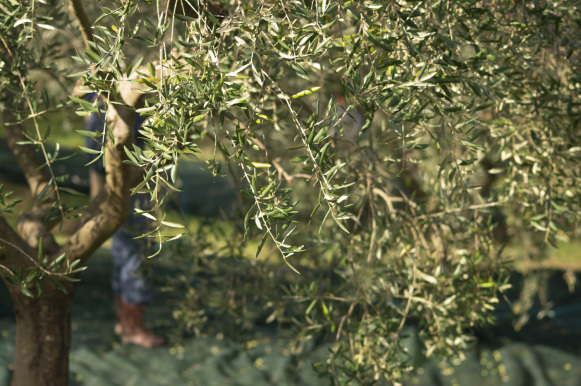 Raccolta Olive 2014