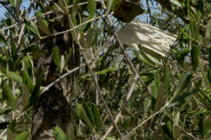 Trappola Mosca Olearia