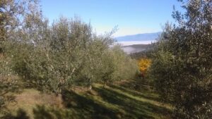 Raccolta Olive