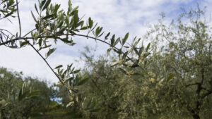 Fioritura Olivo