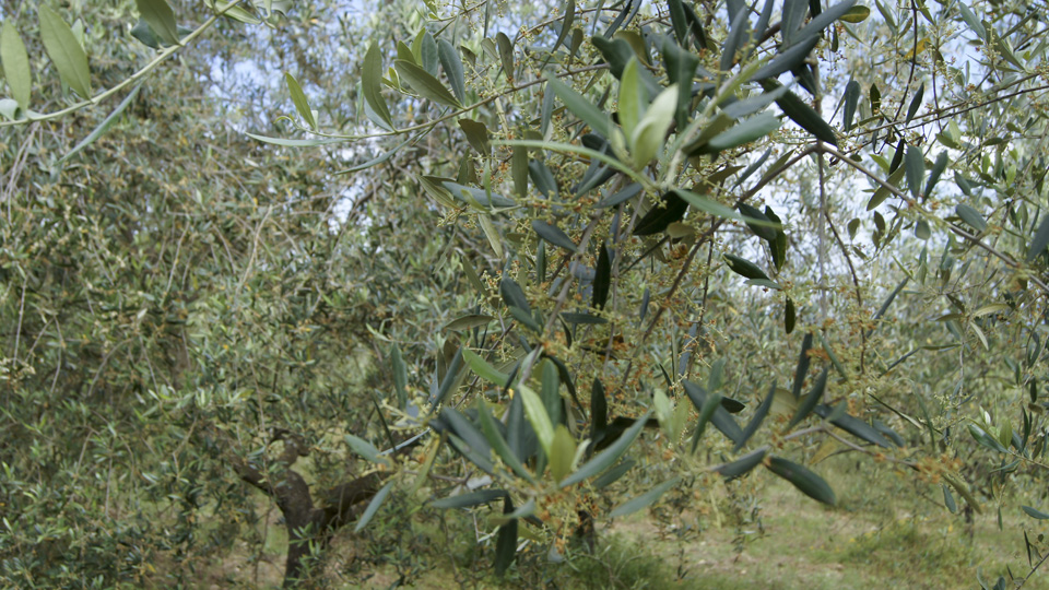 Fioritura Oliveto 2016