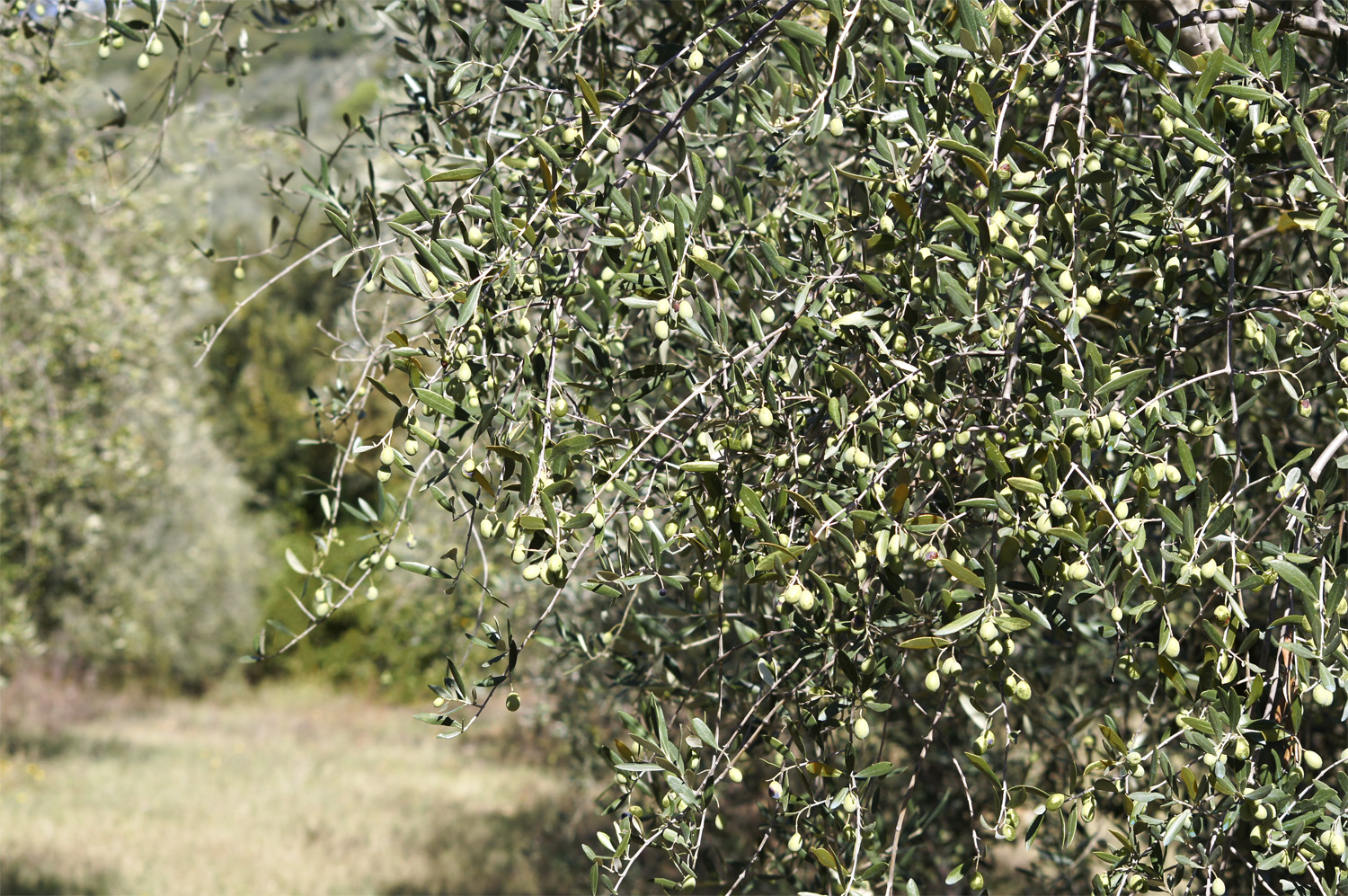 Olive Settembre 2016