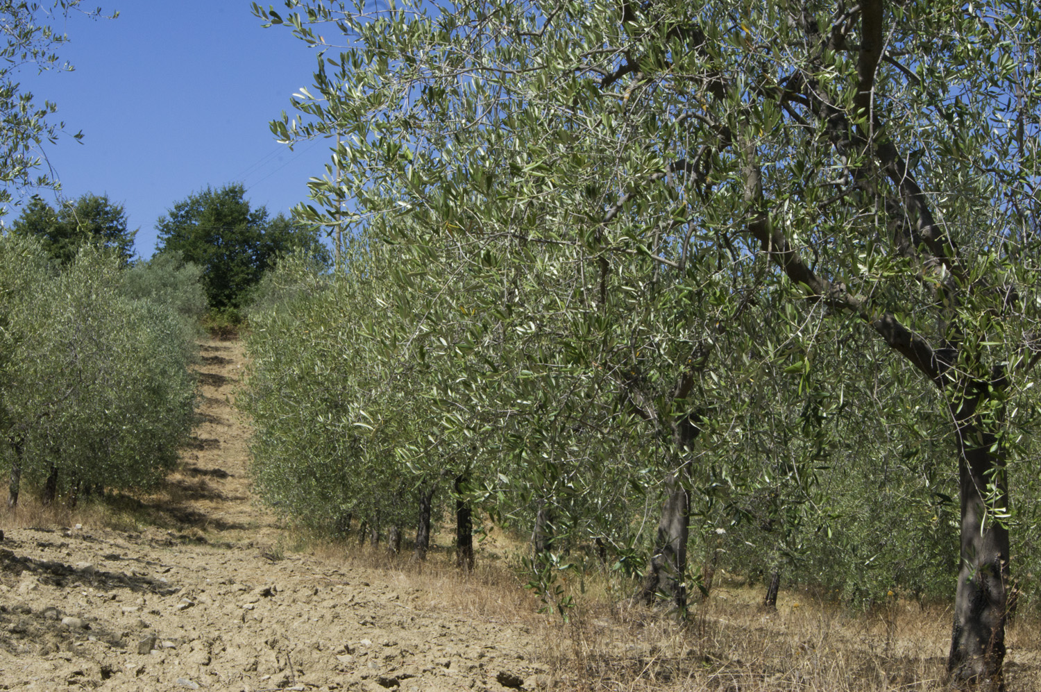 Oliveta in Agosto