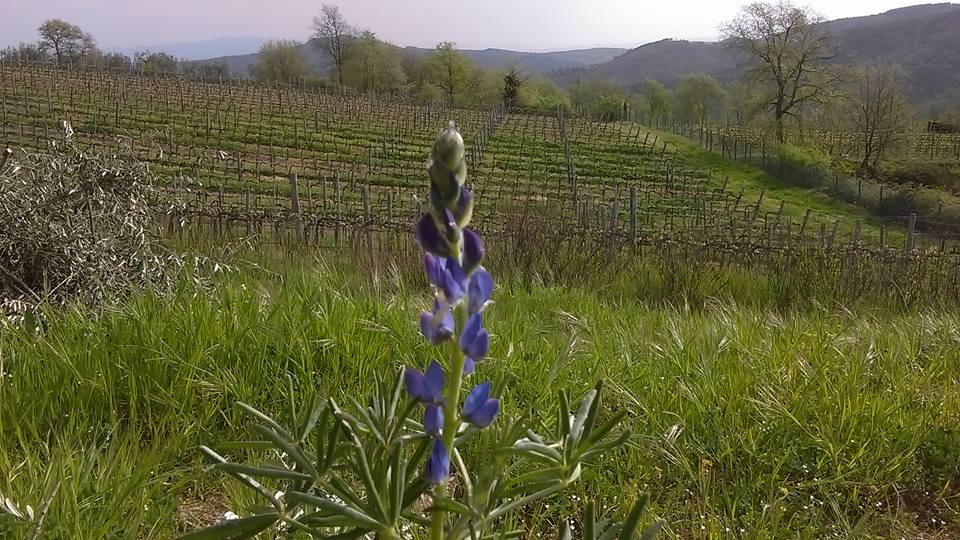 Fiori primaverili
